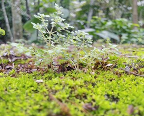 moss on the ground