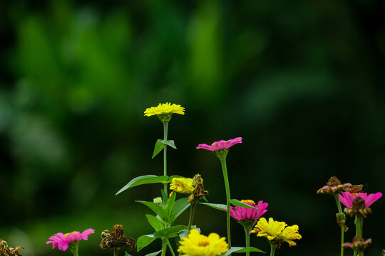 Beautiful Plants And Flowers  In Gowa Malino, Makassar. Indonesia