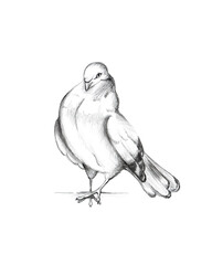 Dove illustration isolated on white background.