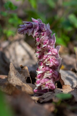 Lathraea squamaria parasitic flowers in bloom, amazing light pink white flowering plants