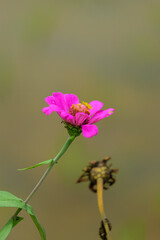 Beautiful Plants and flowers  in gowa malino, Makassar. Indonesia