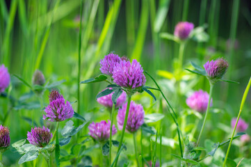 Trifolium pratense red clover wild flowering plant, purple meadow flowers in bloom