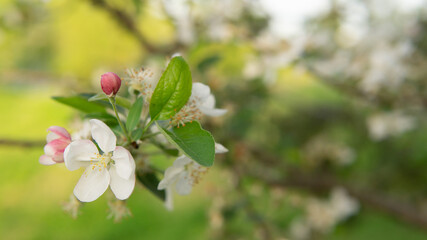 A branch of a flowering tree in close-up. Spring flower background.