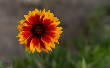 Obraz premium Bright red-orange flower close-up. Floral background. Copy space.