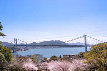 山口県下関市　春の桜咲くトルコチューリップ園と関門海峡の眺め
