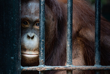 Orangutan staying in the cage, Animal rights concept. © pornpun