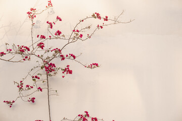 Red flowers branch, leaves on neutral beige concrete wall. Natural floral minimal background.