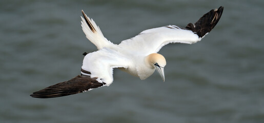 Gannets are seabirds comprising the genus Morus, in the family Sulidae, closely related to boobies. 