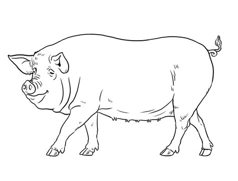 Coloring page with the animals. Pig for coloring. Digital drawing.