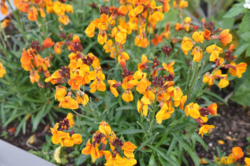 Obraz premium Giroflée orange au jardin