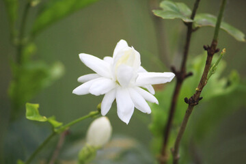 white flower in the garden