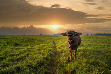 A baby buffalo who makes a suspicious look On the meadow against the sunset background