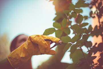 Woman pruning roses in the backyard garden.