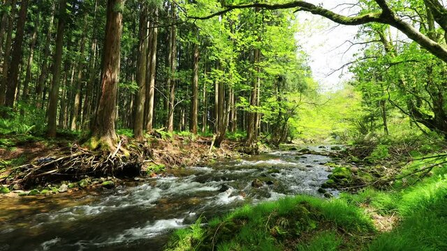 新緑　渓流　水の流れ　森林