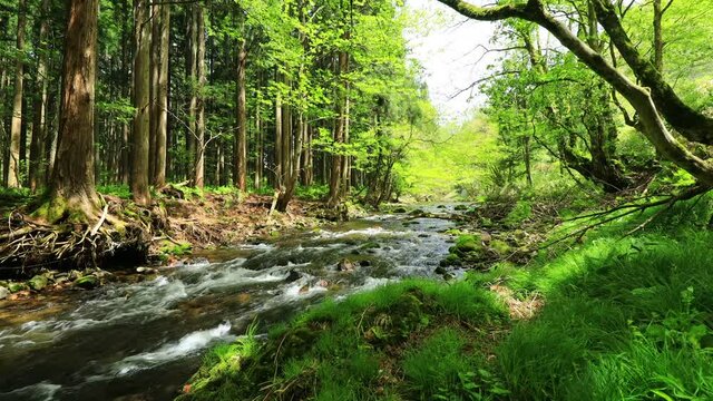 新緑　渓流　水の流れ　森林