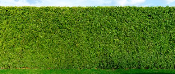 Thuja tree fence. Smooth high living fence. Thuja background for a living fence.