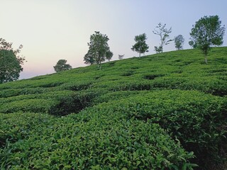 Fototapeta na wymiar tea plantations