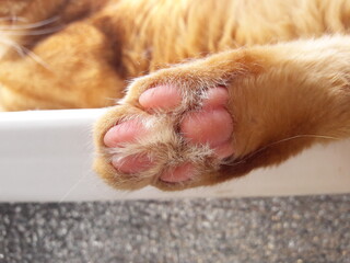 Macro shot of a cat's leg. Sleeping cat on the windowsill.