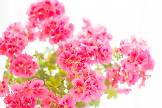 鉢植え花言葉 の画像 342 件の Stock 写真 ベクターおよびビデオ Adobe Stock 鉢植え花言葉 の画像 342 件の Stock 写真 ベクターおよびビデオ Adobe Stock