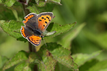 Small Copper butterfly (Lycaena phlaeas) on Hemp Agrimony (Eupatorium cannabinum), UK.