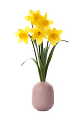 Bouquet of beautiful yellow daffodils in vase isolated on white
