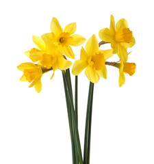 Beautiful blooming yellow daffodils on white background