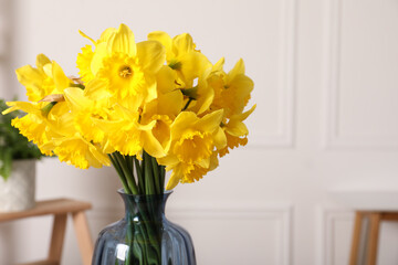 Beautiful daffodils in vase indoors, closeup. Space for text