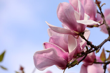Fototapeta premium Beautiful magnolia tree with pink blossom outdoors, closeup. Spring season