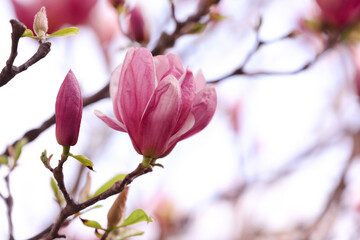 Beautiful magnolia tree with pink blossom outdoors, closeup. Spring season
