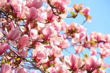 Beautiful magnolia tree with pink blossom outdoors. Spring season
