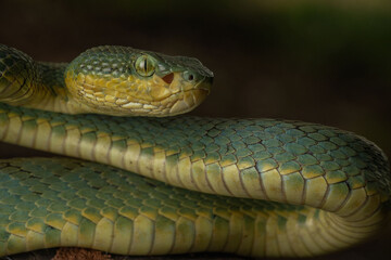 A macro shot of a bamboo pit viper 