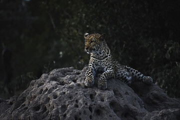 An African leopard sitting on a termite mound early in the morning