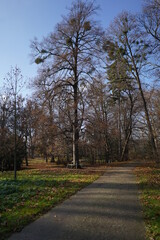 Fototapeta na wymiar Autumn in the archbishop's gardens of Kroměříž