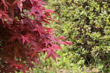 春に紅葉した葉の出猩々モミジ