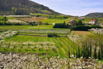 Panorama sur cultures et pommiers en fleur du massif central, département de l'Ardèche en région...