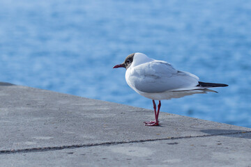 Seagull larus ridibundus standing with copy space by the side and blue sea in the background