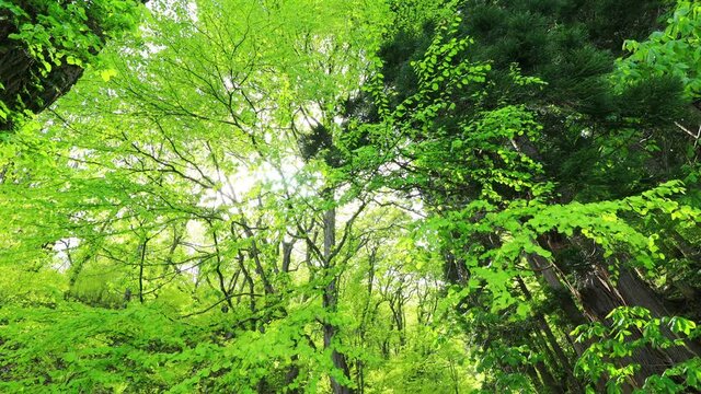 さわやかな森林　新緑　木漏れ日　太陽の光