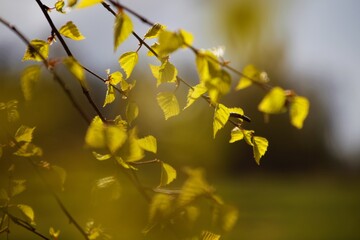 Birch leaves in spring on a sunny day