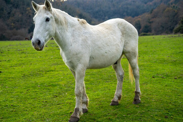Obraz na płótnie Canvas Horse - Cavallo