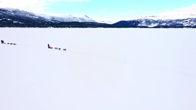 People driving a dog sled pulled by a Alaskan huskies on a frozen snowy lake. Aerial video.
