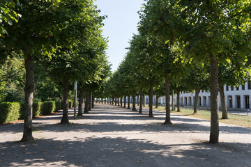 Green park landscape, walkway with old trees nearby the Karlsruhe Palace in summer while the coronavirus pandemic, no people