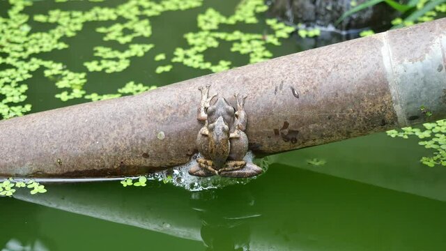 Common tree frog breeding by the male is hugged on the female back, Two Frogs are mating and laying egg in chunk of foam on metal pipe above the water, Amphibians in Thailand