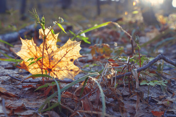 Orange leaf in forest closeup, sunny