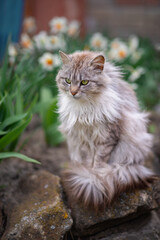 Photo of a gray fluffy cat next to daffodils.