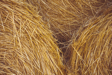 Straw in rolls. Hay for animal feed. Farming.