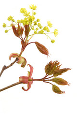 Maple flowers isolated on white background. Blossoming maple tree branch in springtime.