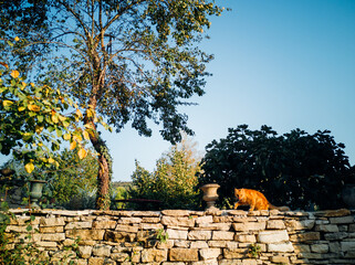 Un chat orange sur un mur de pierres sèches. Un chat marchant sur un mur en pierres sèches. Un...
