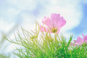 Cosmos flower with blurred background, pink meadow flowers in summer. Beautiful scenery in flower garden - Image