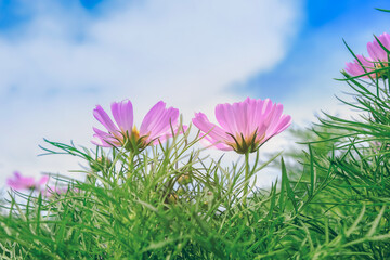 Cosmos flower with blurred background, pink meadow flowers in summer. Beautiful scenery in flower garden - Image