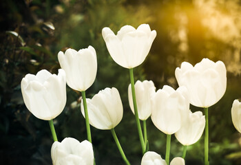 Blooming white tulips flowers field, beautiful  tulips, selective focus.